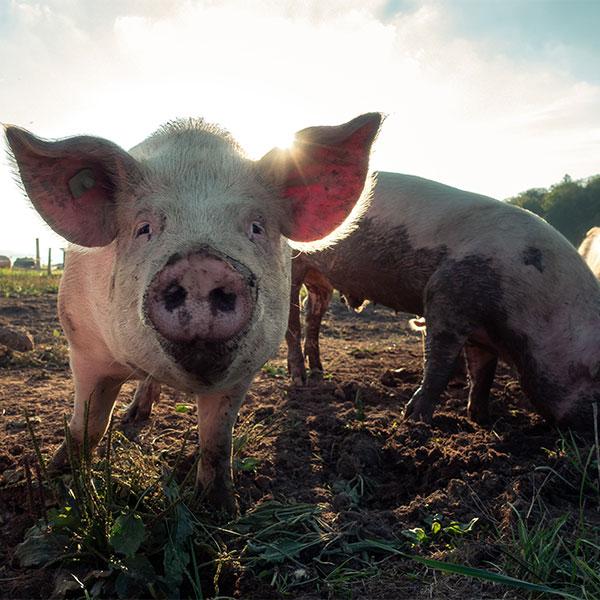 Should You Raise Pigs?